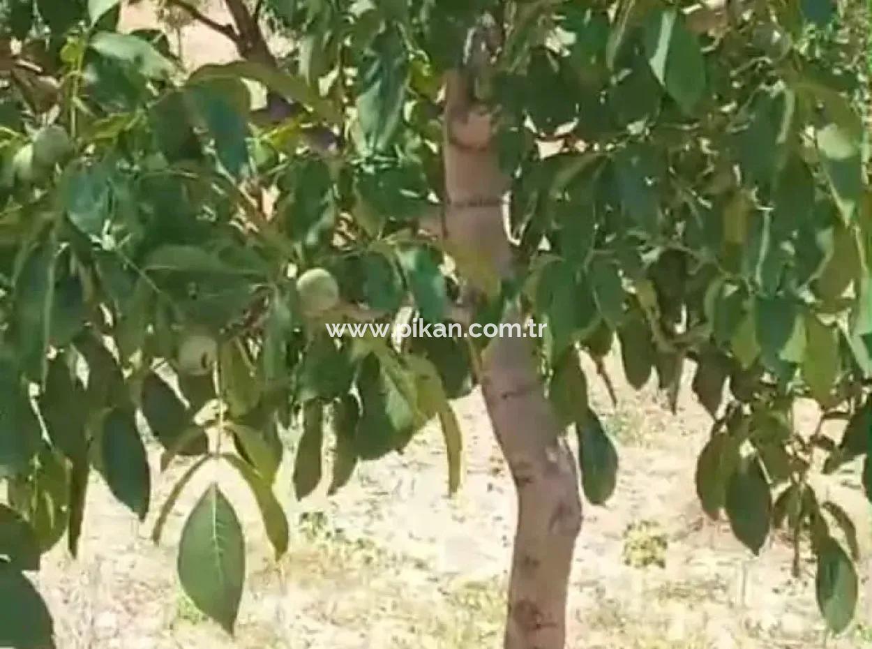 37.000 M2 Walnut Orchard In Denizli Tavas Ulukent For Sale