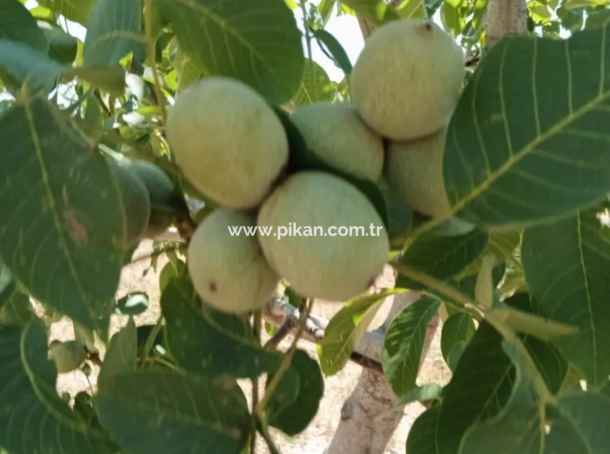 37.000 M2 Walnut Orchard In Denizli Tavas Ulukent For Sale