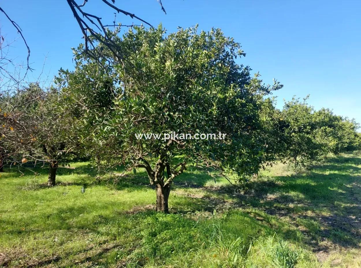 In Ortaca Okçular, A 1000 M2 Detached Land Is For Sale With 250 M2 Construction Rights Or Exchanged For 2-3 Flats From Ortaca