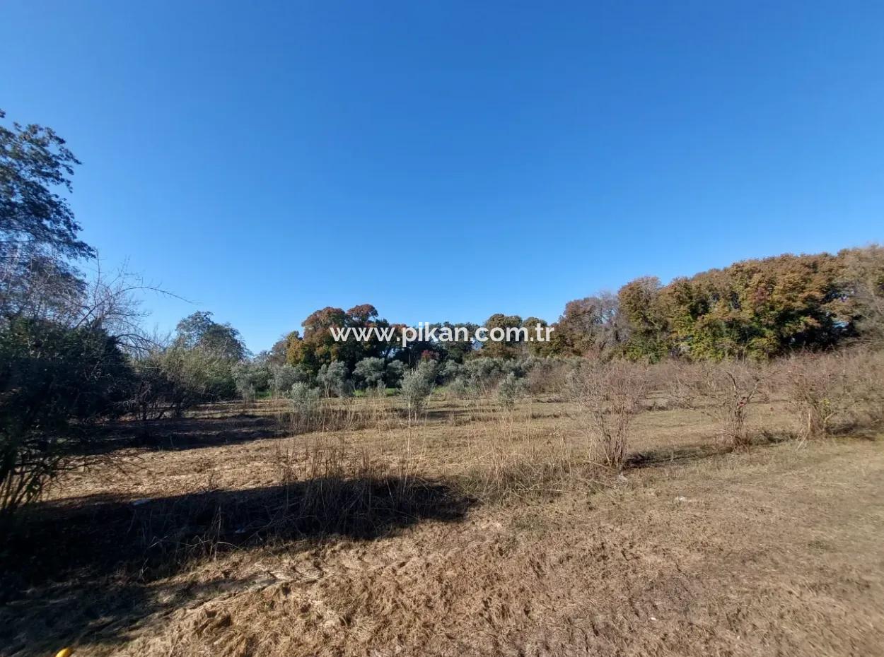 Bargain Suitable For Investment In Muğla Dalyan 4 000 M2 Land By The Forest Is For Sale