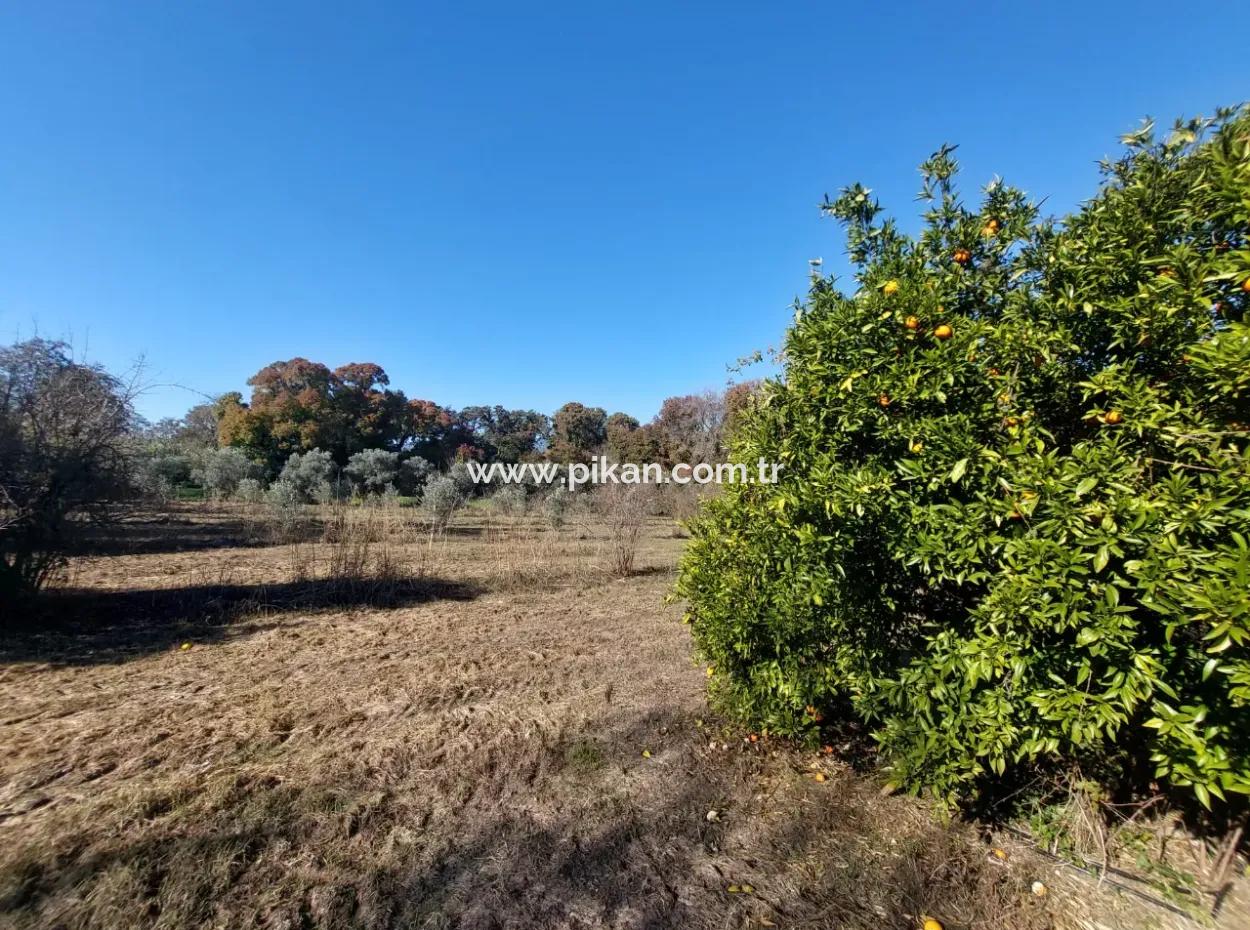 Bargain Suitable For Investment In Muğla Dalyan 4 000 M2 Land By The Forest Is For Sale