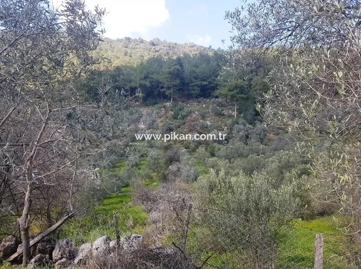 Land For Sale In Dalaman Honor Kircagedire