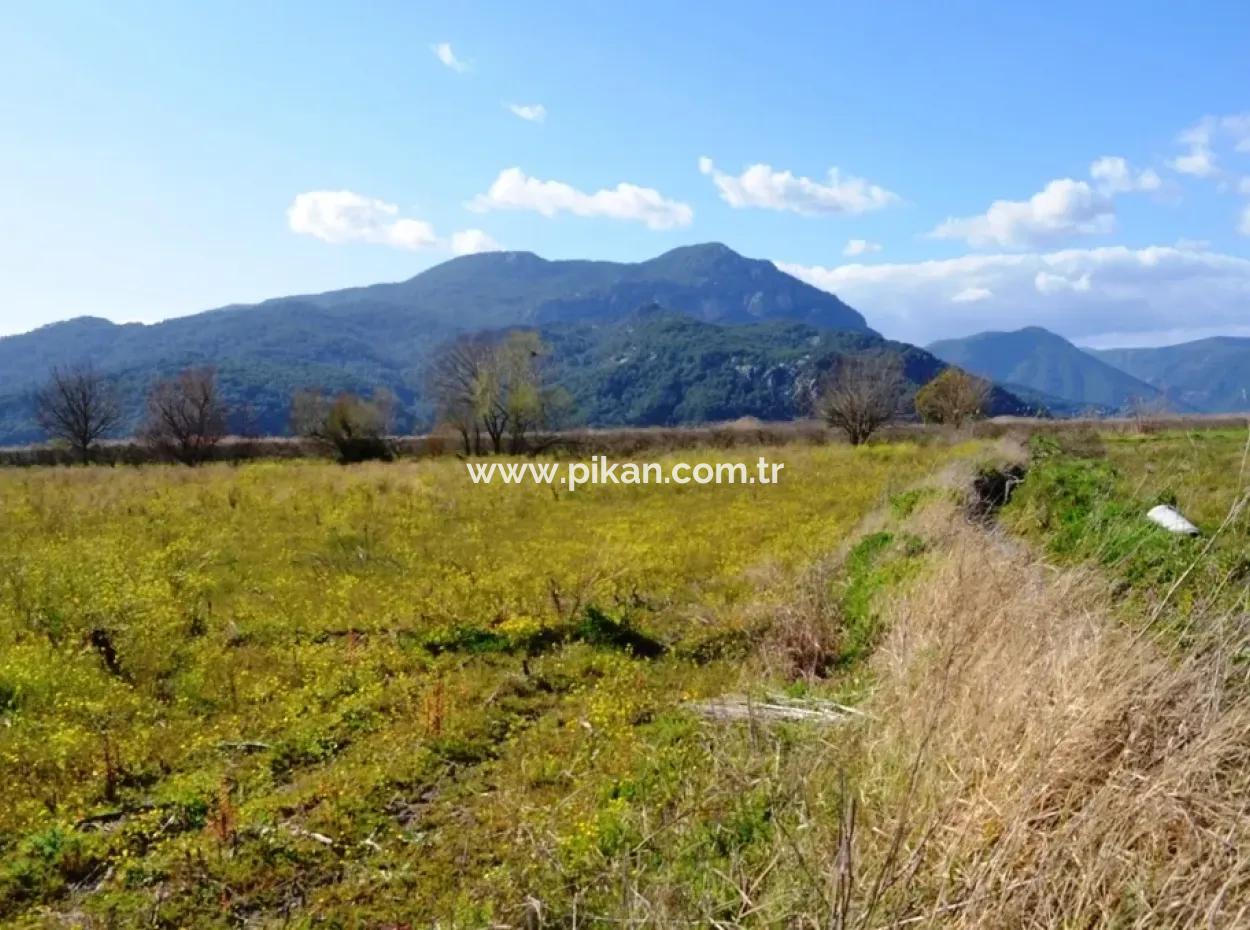 Farm For Sale Bargain In Dalyan