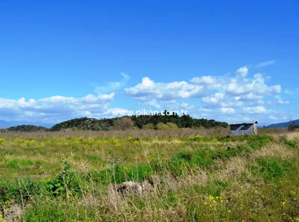 Farm For Sale Bargain In Dalyan