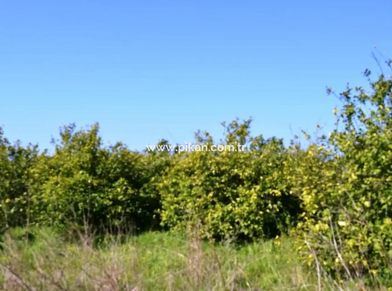 Lemon Garden For Sale Bargain Ortaca