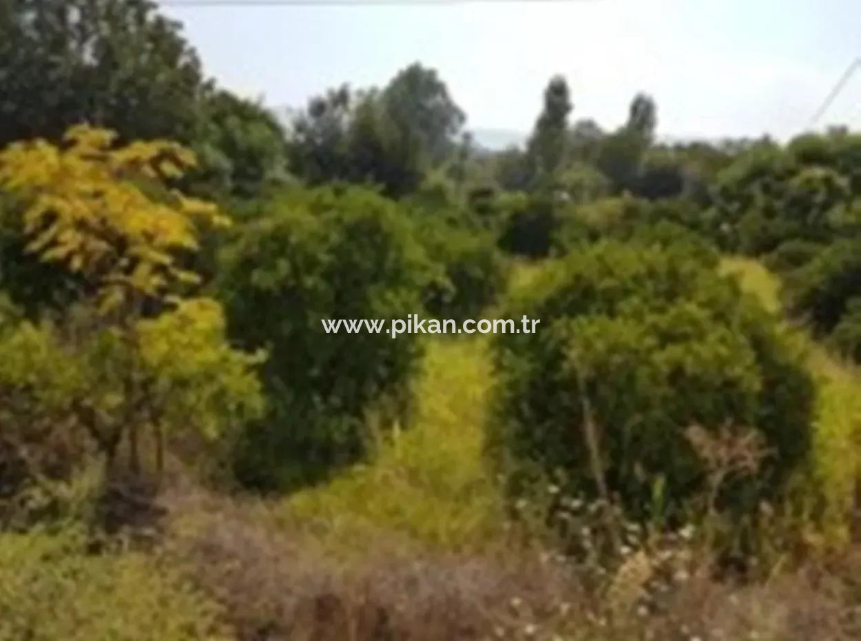 From The Main Road Land For Sale In Koycegiz Zeytinalani Zero