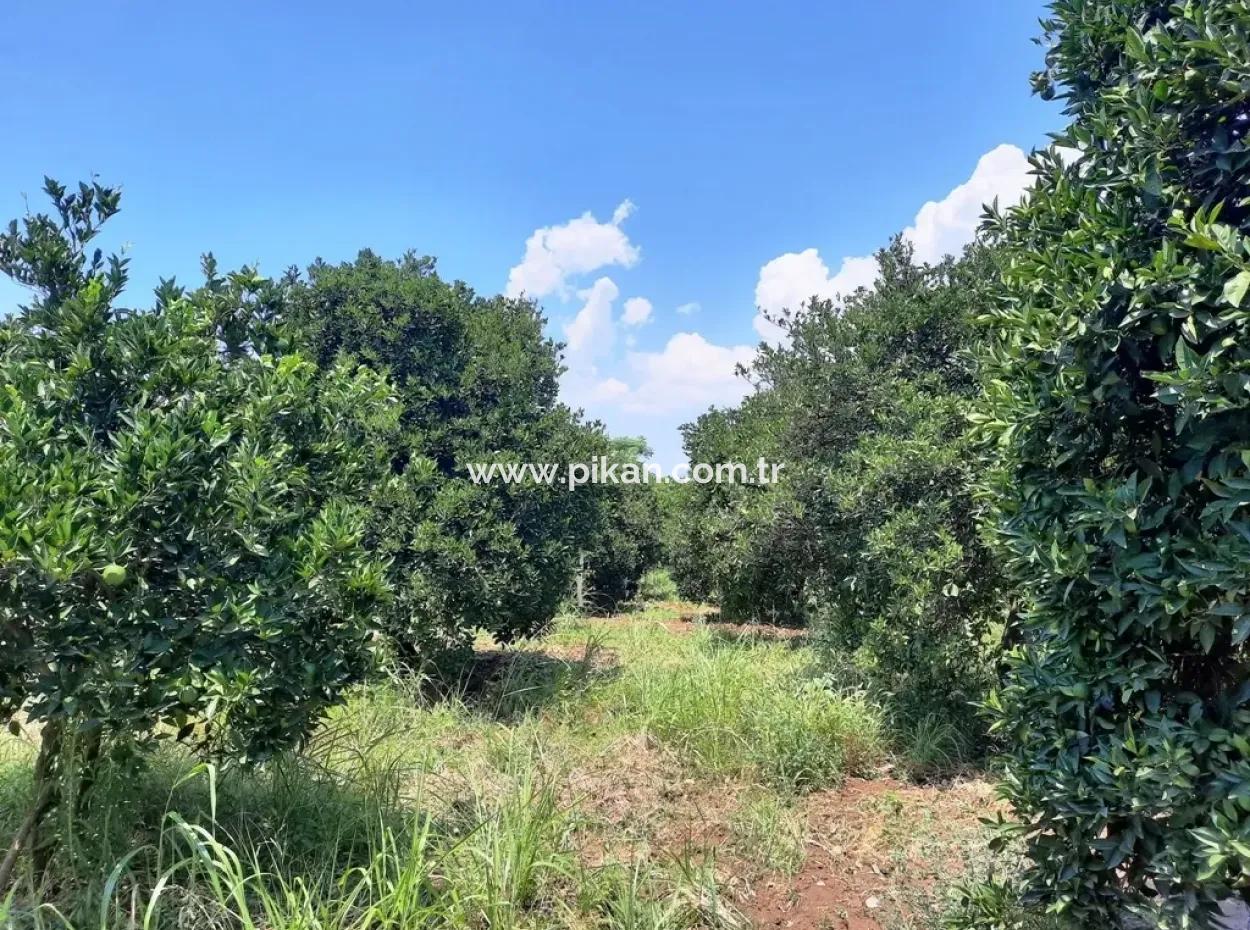 Village House For Sale In Koycegiz Dalyan Village