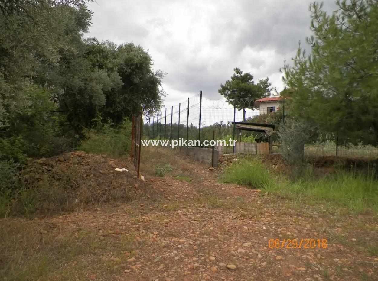 Köycegiz Yangıda 9406 M2 Efficient Field For Sale