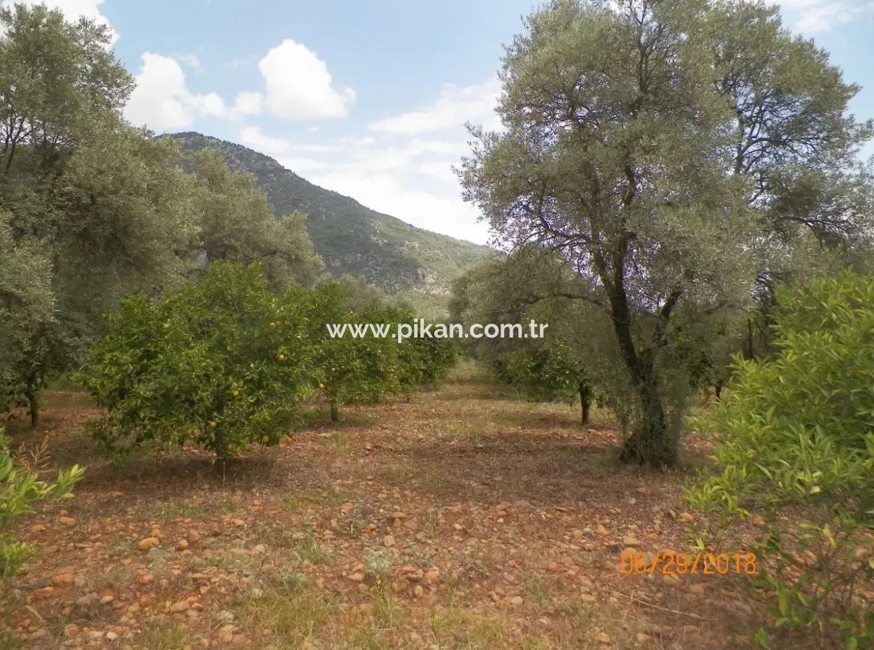 Köycegiz Yangıda 9406 M2 Efficient Field For Sale