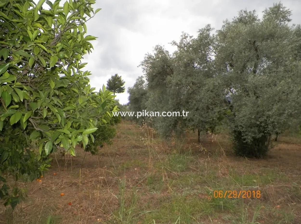 Köycegiz Yangıda 9406 M2 Efficient Field For Sale