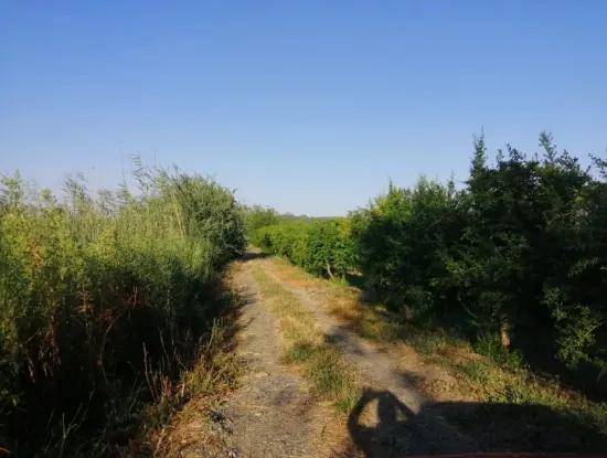 Garden For Sale In Oriya Tepearasi