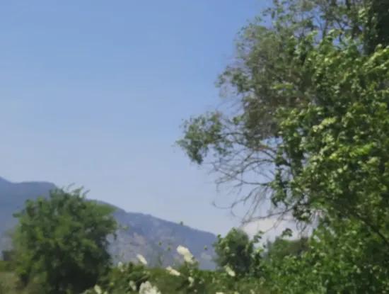 15 600 M2 Lemon Garden For Sale In Muğla Güzelyurt