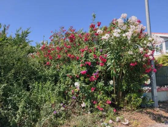 500 M2 Detached Bargain Land For Sale In Dalyan Center