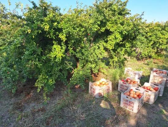 48 Acres Of Pomegranate Fields For Sale In Ortaca Eskiköy
