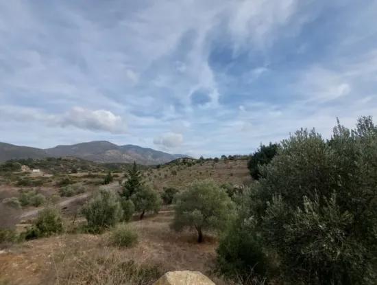 8.400 M² Bargain Olive Grove For Sale With Detached Title Deed In Datça Yazı, Muğla