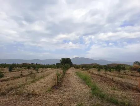 Fertile Land For Sale In Ortaca Eskiköy