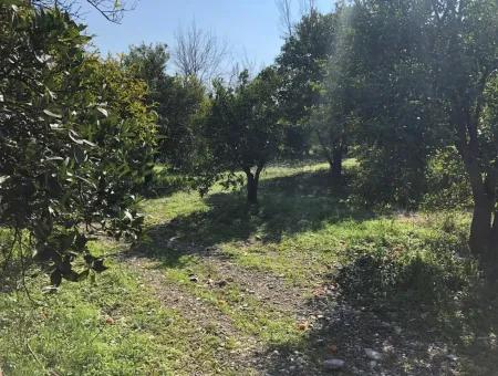 Land And Old Village House For Sale In Köyceeğiz Fire