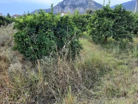 Mugla Dalyan Bargain Zoning Land For Sale