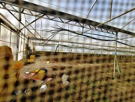 Denizli Çameli Yumrutaş Detached 4 000 M2 Greenhouse For Sale