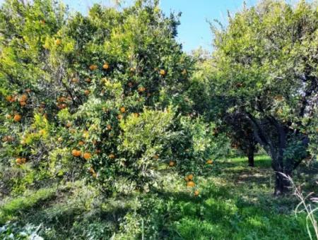 2200 M2 Detached Citrus Grove For Sale In Köyceğinz Döğüşbelen