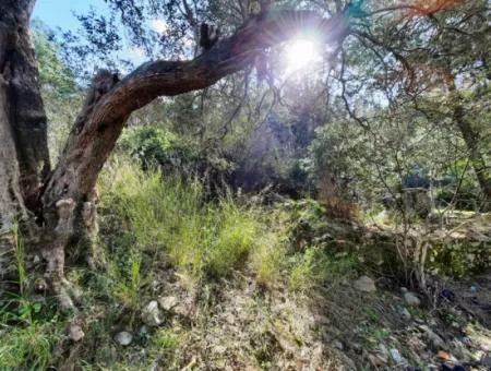 Ruined Stone Village House For Sale In Gökova And Its Land