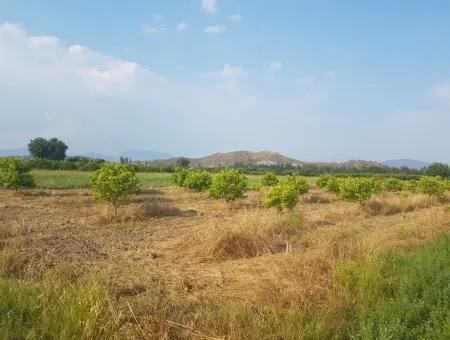 3700 M2 Fertile Field For Sale In Ortaca Fevziye