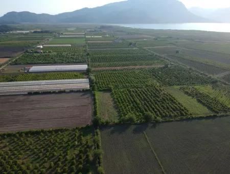 Oriya Eskiköy For Sale Pomegranate Gardens, 10 000 M2