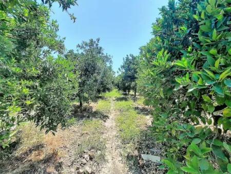 Köyceğizde Lake Close 2 650M2 Detached Land Deed Garden For Sale