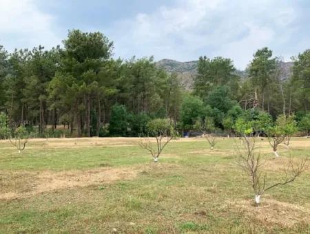 Tea Edge 10345 M2 Land And Detached House For Sale In Ortaca Çaylı Pine Forest