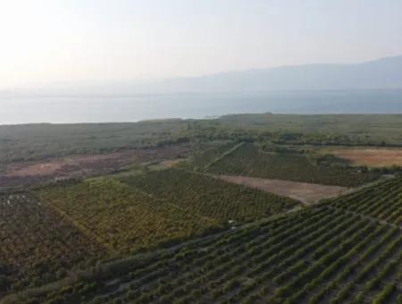 Pomegranate Garden For Sale In Mugla Ortaca Tepearasi