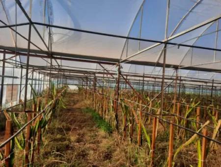 Mugla Ortaca 4123 M2 Field And Pitaya Fruit Greenhouse For Sale