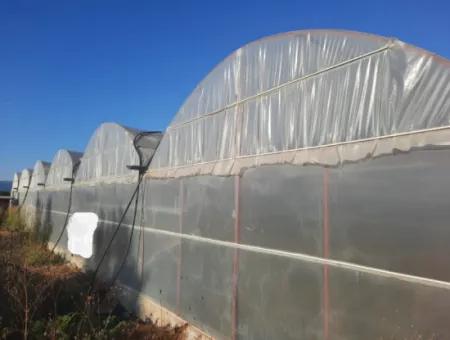 Mugla Ortaca 4123 M2 Field And Pitaya Fruit Greenhouse For Sale