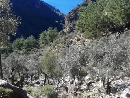 Olive Grove With Sea Views For Sale In Köyceğiz Ekincik