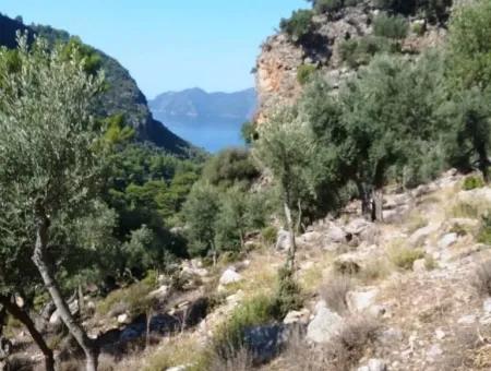 Olive Grove With Sea Views For Sale In Köyceğiz Ekincik