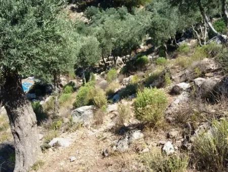 Olive Grove With Sea Views For Sale In Köyceğiz Ekincik