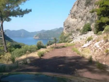 Olive Grove With Sea Views For Sale In Köyceğiz Ekincik