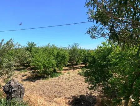 17 500 M2 Land In The Village Built-In Area For Sale In Ortaca Fevziye
