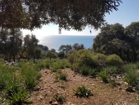 Dalyan, Gökbel De Seafront Detached 1 300 M2 Olive Grove For Sale