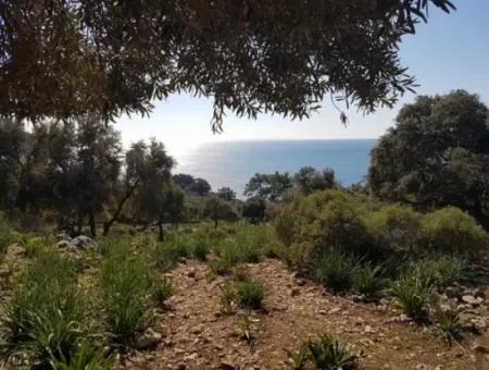 Dalyan, Gökbel De Seafront Detached 1 300 M2 Olive Grove For Sale