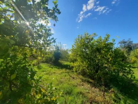 Ortaca Ekşiliyurt Suitable For Investment 11 850 M2 Lemon Garden And 4 Buildings For Sale