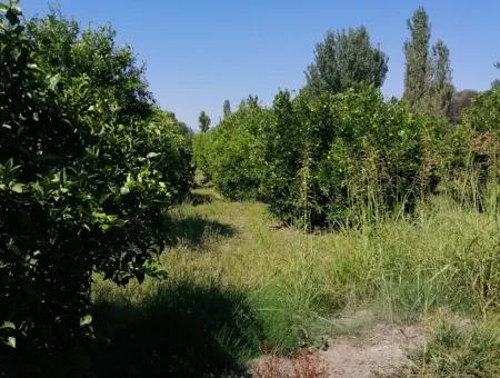 Farm For Sale In Kavakarasi Koycegiz