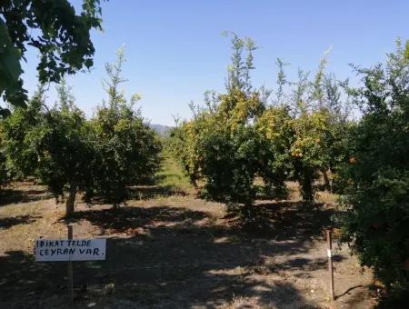 Pomegranate Garden For Sale In Mugla Ortaca Tepearasi