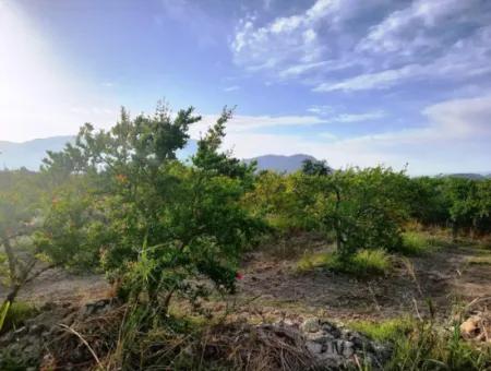 For Sale Big Land In Dalyan 24 000 M2