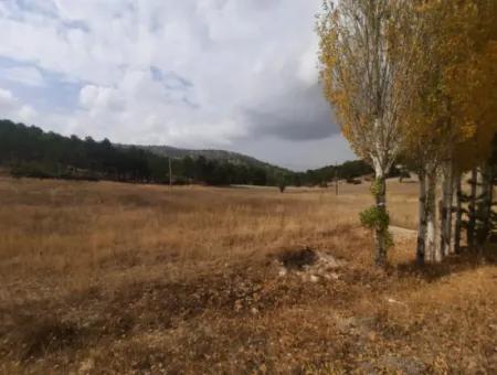 6 230 M2 Fertile Land For Rent In Çameli Cumaalanı