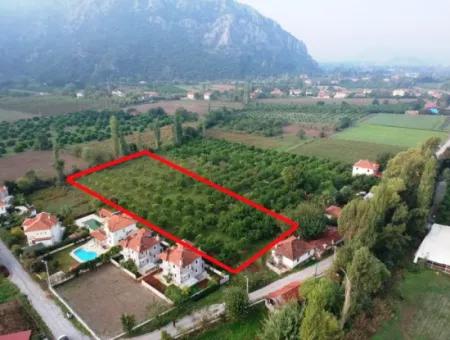 Muğla Ortaca Marmarlıda 4.000 M2 Lemon Garden 5 Years Rental