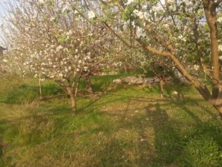 Fethiye Seydikemer Arsaköyn De 900 M2 Side By Side 2 Parcels Apple Orchard For Sale.