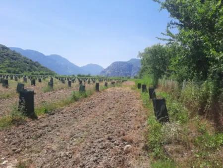 40.000 M2 Avocado Garden For Sale In Muğla Güzelyurt