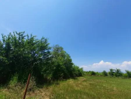 15 600 M2 Lemon Garden For Sale In Muğla Güzelyurt