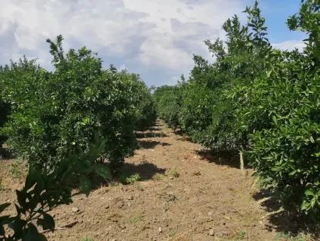 Farm For Sale In Köyceğiz Beyoba Bargain