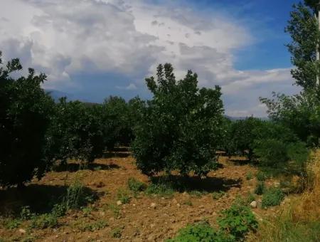 Farm For Sale In Köyceğiz Beyoba Bargain